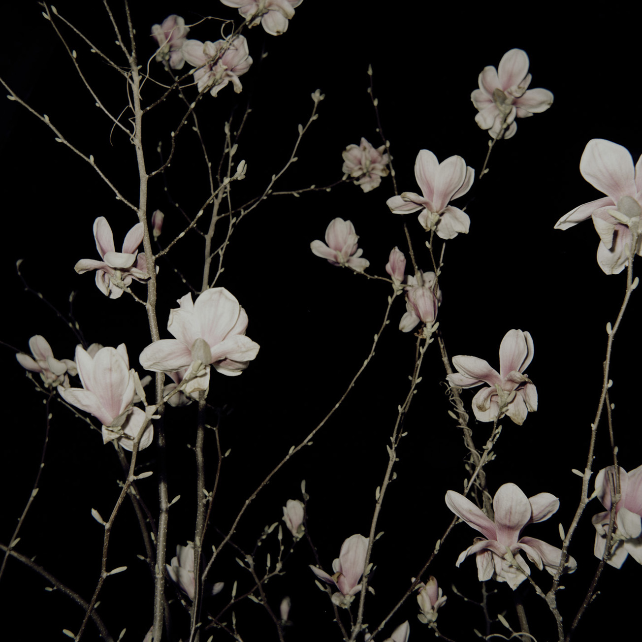 Lena Grass | magnolien